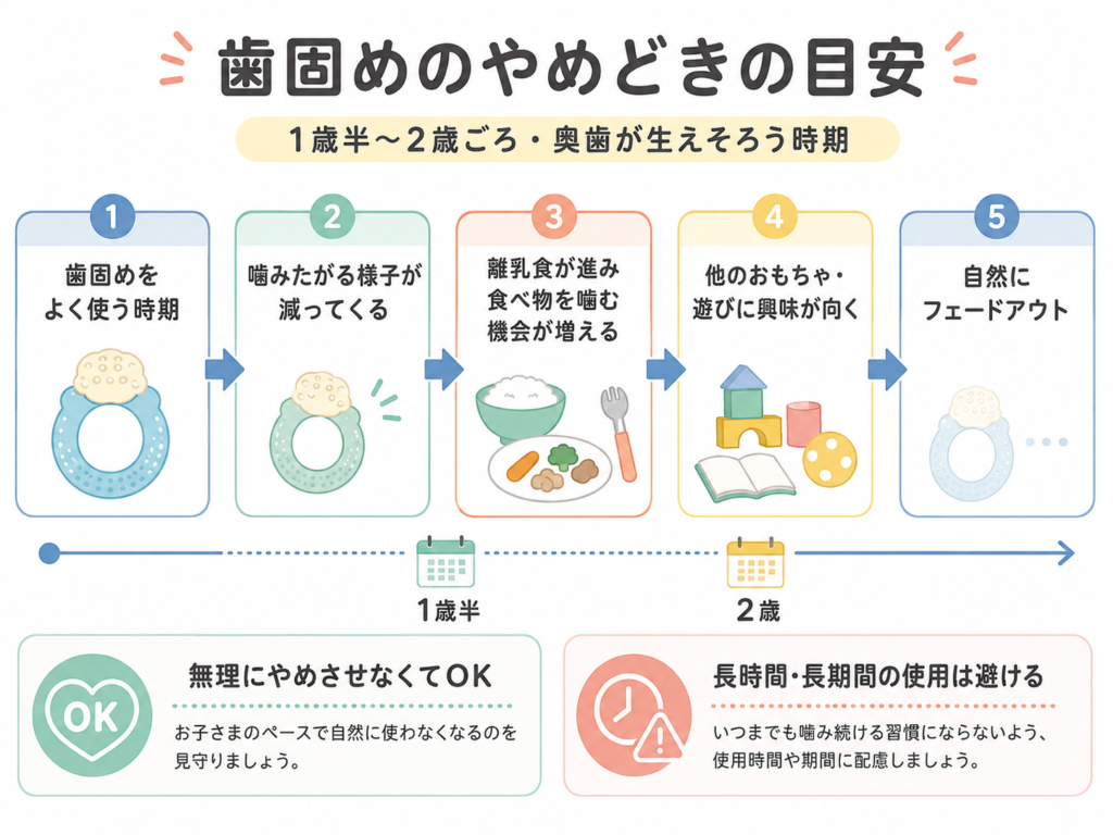 歯固めのやめどきを示す月齢と様子の目安（1歳半〜2歳ごろ・奥歯が生えそろう時期）