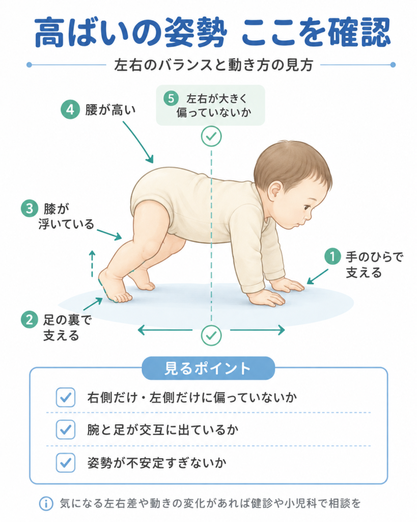 高ばいをしている赤ちゃんの姿勢と、左右のバランスを確認するポイントを示した図